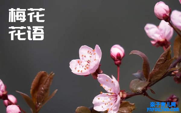 梅花的花语是什么,梅花花语大全