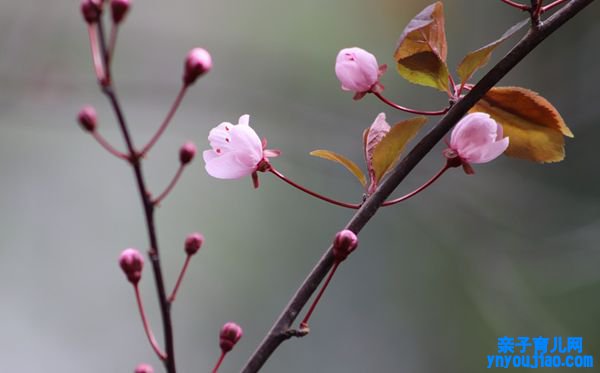 梅花的诗句