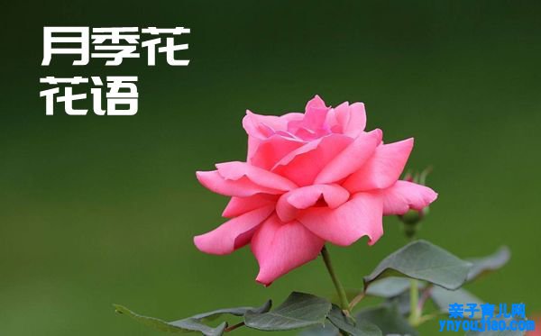 月季花的花语是什么,月季花花语大全