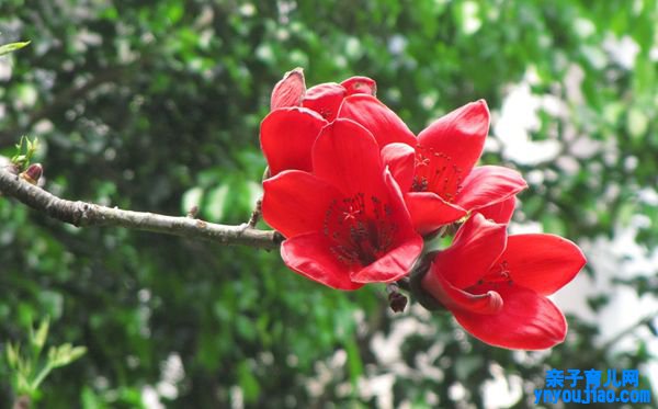 木棉花