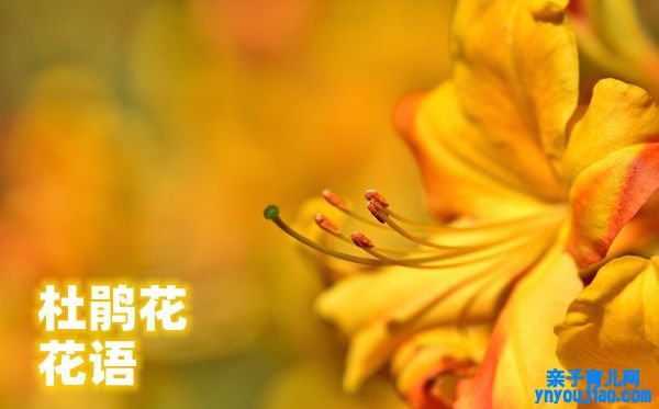 杜鹃花的花语是什么,杜鹃花花语大全