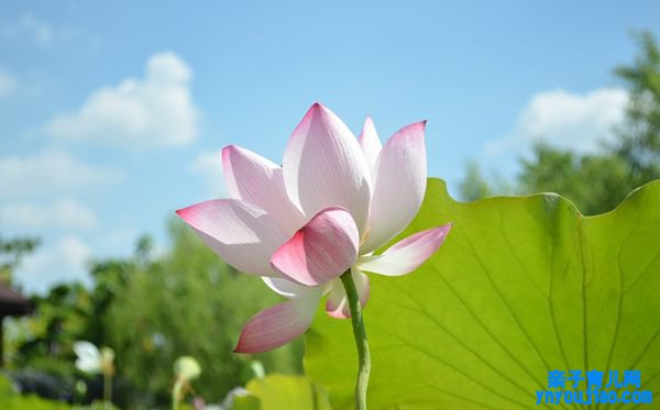 莲花的花语是什么,莲花花语大全