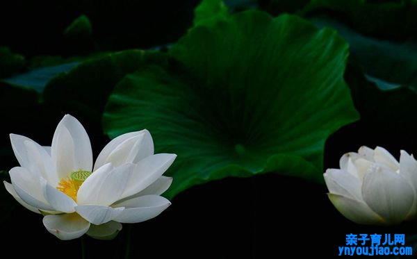 莲花的花语是什么,莲花花语大全