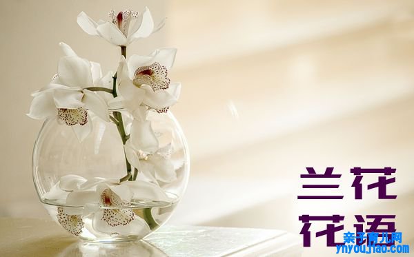 兰花的花语是什么,兰花花语大全