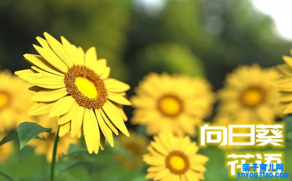 向日葵的花语是什么,向日葵花语大全