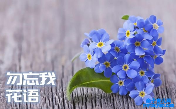 勿忘我的花语是什么,勿忘我的花语大全