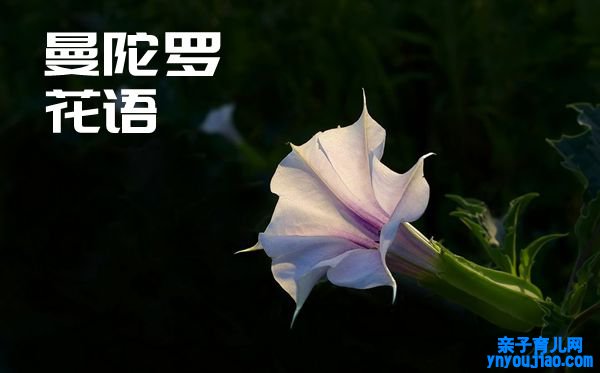 曼陀罗的话语是什么,曼陀罗花语大全