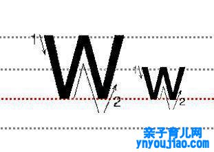 字母Ww的尺度写法