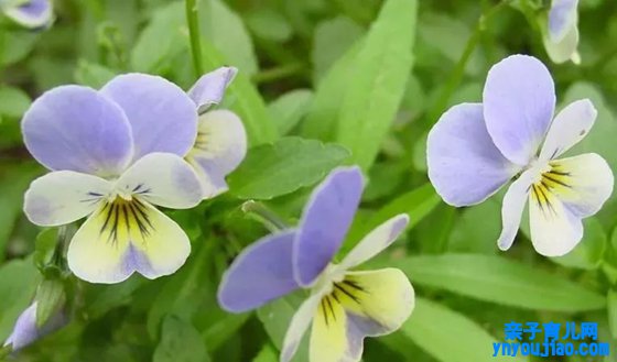 哪些植物可以或许预报天气,植物为什么能预报天气