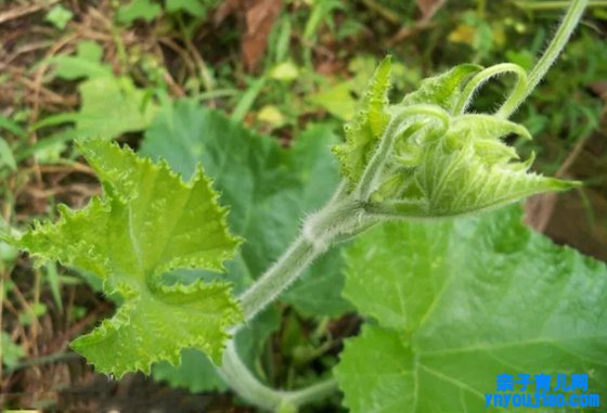 哪些植物可以或许预报天气,植物为什么能预报天气