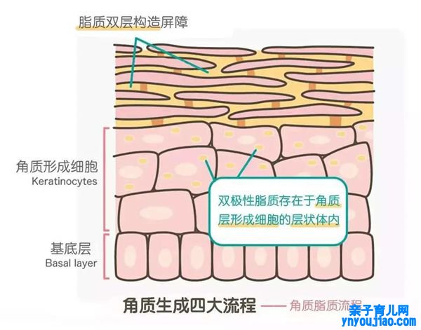 为什么洗完澡手指是皱的,手指和脚趾爱褶皱是怎么回事