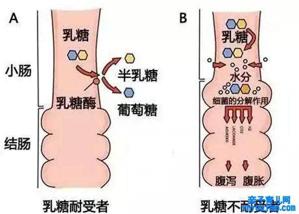 为什么不能空腹喝牛奶,不能空腹喝牛奶的原因是什么