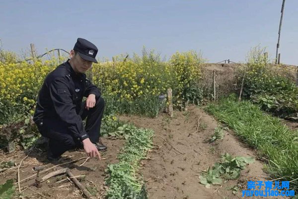 罂粟怎么读拼音是什么,罂粟是什么,罂粟长什么样