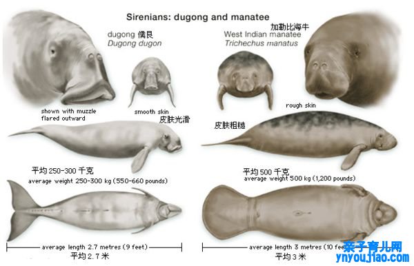 儒艮怎么读,儒艮是什么,儒艮为什么叫佳丽鱼