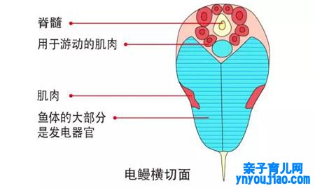 鳗鱼的读音,鳗字怎么读拼音是什么,鳗鱼的鳗为什么不读第四声