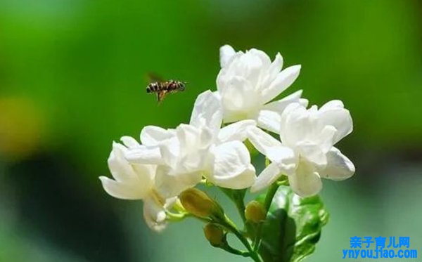 茉莉花花语,茉莉花的寓意和象征是什么